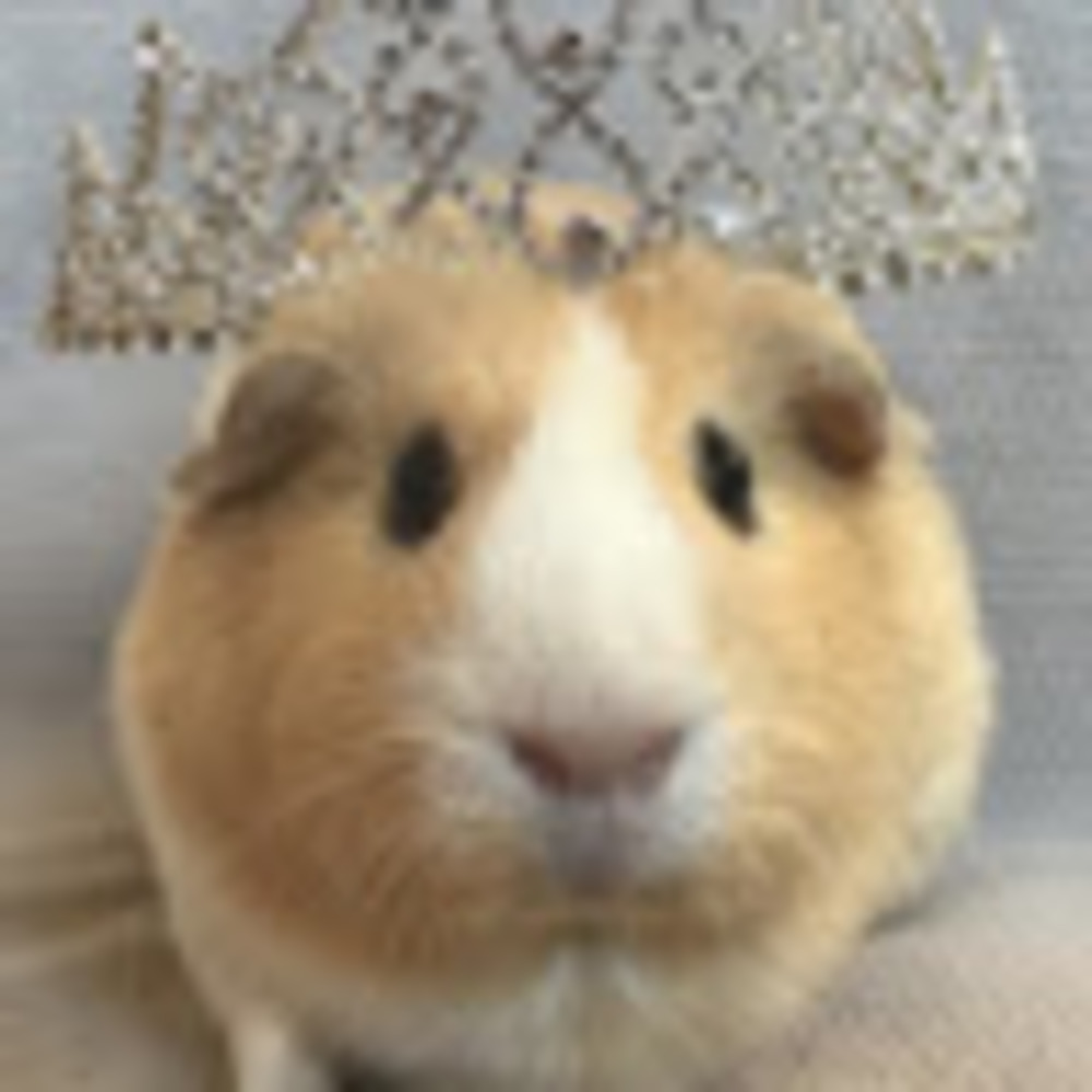 Meet your Posher, Princess guinea